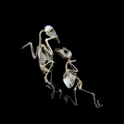 Two birds—a cardinal and a solitaire--their delicate skeletal remains entwined is one of several intriguing photographs taken by celebrated …
