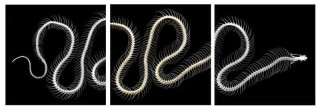 An electrifying image, the delicately detailed skeleton of a Cobra in three panels is captured by photographer Deborah Samuel.