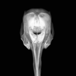 Luminous against a black velvet-like background, this haunting image of a dolphin’s skull was captured by photographer Deborah Samuel.