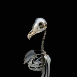 This luminous portrait of an owl’s delicate skeleton was taken by the celebrated Canadian photographer Deborah Samuel.