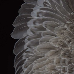 Silken feathers fan out across a black backdrop in this elegant photograph by Deborah Samuel.